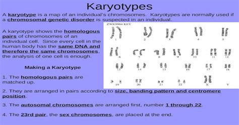 Karyotypes A Karyotype Is A Map Of An Individuals Chromosomes