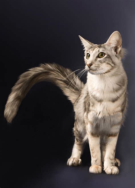 Oriental Longhair Cat Info Temperament Care Training Pictures Cat