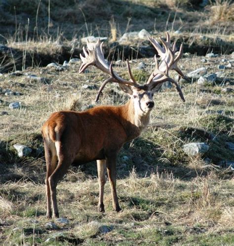 Sci Spotlight Hunting In Argentina And New Zealand Outdoorhub