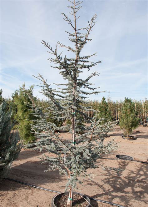Blue Atlas Cedar Tree Buy Online Pickup At Nursery