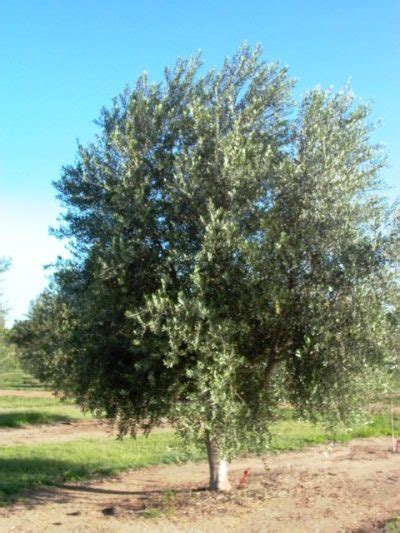 Frantoio Olive Trees 50mm Pots Fruit Tree Lane