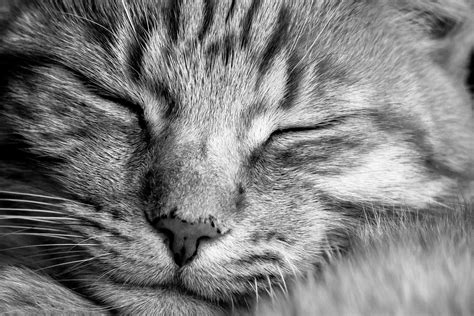 Free Picture Cat Fur Animal Eye Whisker Portrait Wildlife Feline