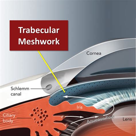 Htmc Human Trabecular Meshwork Cells Cell Applications