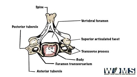 7 Cervical Vertebrae Anatomy And Important Clinical Conditions Woms