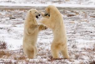 Photographer Barbara Motter Captures Two Playful Young Polar Bears