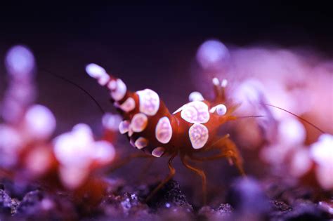 Sexy Shrimp Frag Box Corals