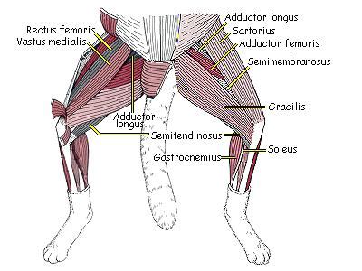 This is an online quiz called leg muscle labeling. master1