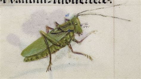 These Medieval Insects Might Give You The Creepy Crawlies