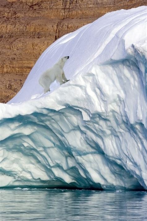 Polar Bear Franz Joseph Fjord Greenland Stock Image Image Of