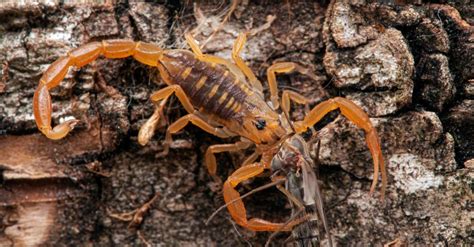 Discover The 3 Different Types Of Scorpions In The United States Az