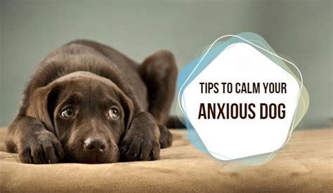 4 Tips To Calm Your Anxious Dog Discountpetcare