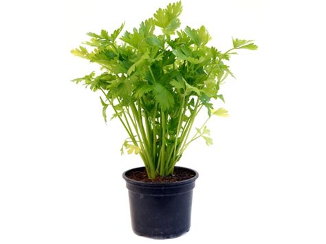 Celery Grown In Pots How To Care For Celery In A Container