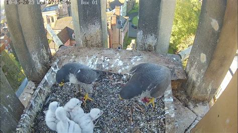 Worcester Cathedral Peregrines Feeding 10052023 Youtube