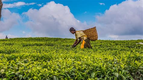 Agriculture Kenyajenwatsonshutterstockb2000 Unep Ccc
