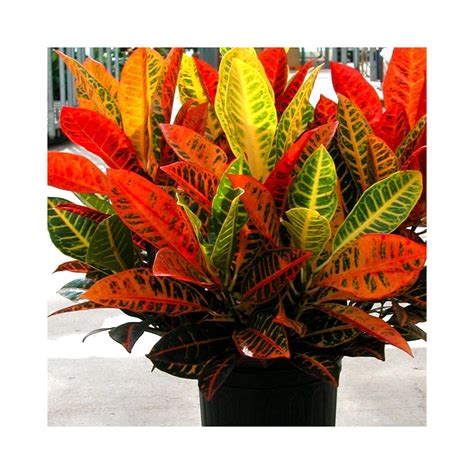 Bright indirect sunlight caring for the croton plant isn't that different compared to every other average house plant (if if you live in an area with warm and humid summers, you can also move the plant outdoors (or. Buy Croton Variegatum Petra Croton Norma Codiaeum ...