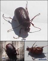Cockroach Vs Beetle Photos