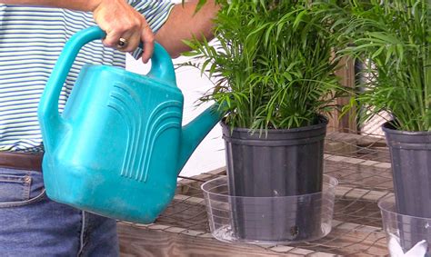 PLANTZ Watering to Success | Watering Your Plants a Guide