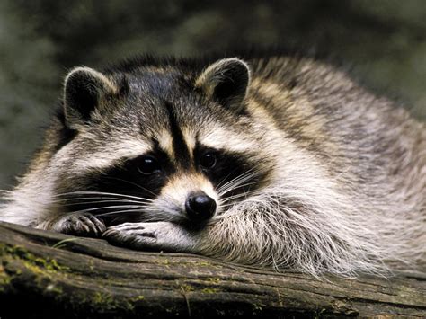 Pic Just Saw A Raccoon Eating My Pets Food Ign Boards