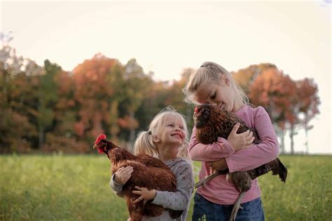 Raising Chickens With Kids Run Wild My Child