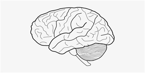 Printable Brain Template Printable Templates