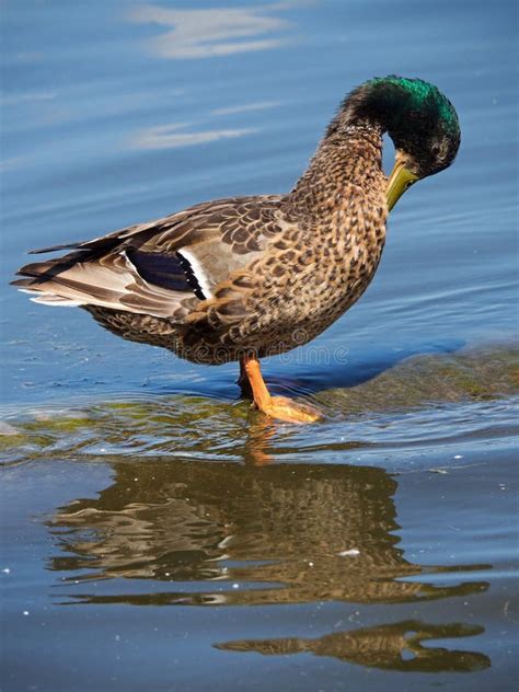 Male Mallard Duck Spreading Its Beautiful Blue Speculum Wings After