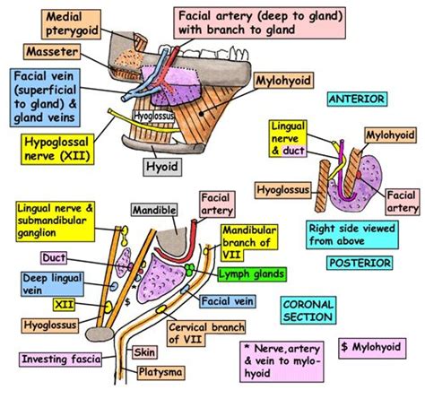 Applied Anatomy Of Submandibular Salivary Gland Epomedicine
