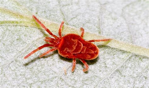 Se le annaffiature sono troppo frequenti o troppo abbondanti, la citronella può essere attaccata anche da afidi, cocciniglie o ragno rosso. Come eliminare gli acari rossi: rimedi naturali per ...