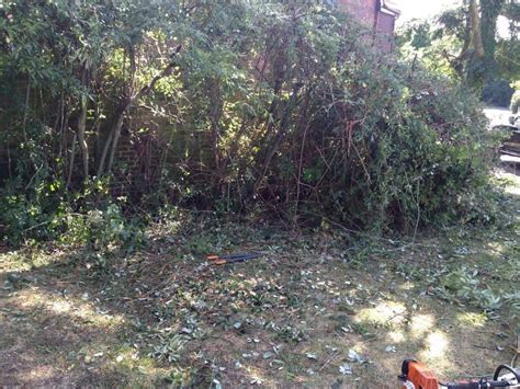 All trees certified virus free from reputable. Hedge work - Lower Earley - TIDY GARDENS