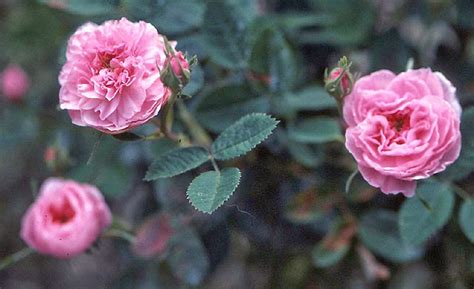 Order flower delivery to sturgis, sd. ARTE Y JARDINERÍA : ROSALES CENTIFOLIAS