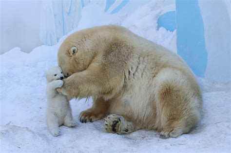 Maternal Love Unleashed The Unbreakable Connection Between A Polar