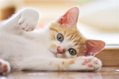貓咪為什麼要喵喵叫？知道這10點就能猜到牠想跟你說什麼！ 風傳媒