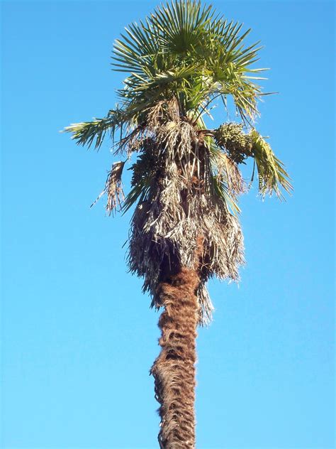 They tend to not grow as tall as palm trees in warmer regions and can require some protection during the infrequent cold snaps that can occur in the winter months. Urban Adventure League: Just another January day in ...