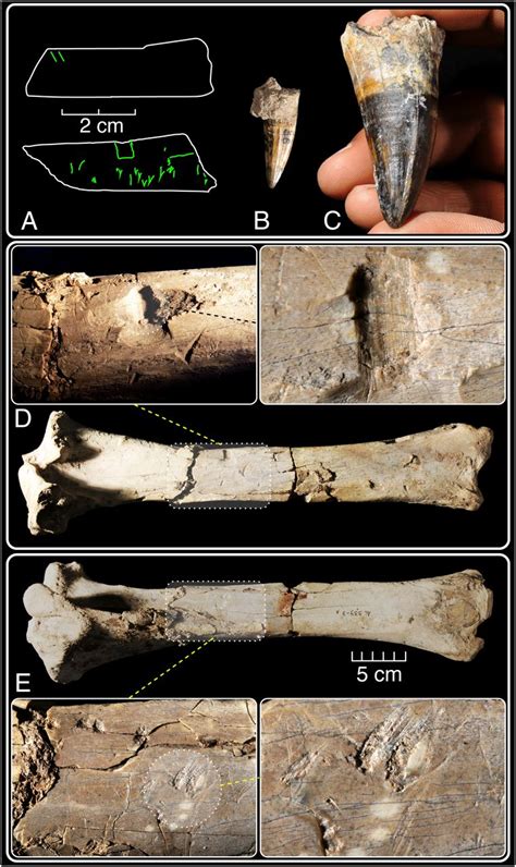 Hominid Butchers And Biting Crocodiles In The African Pliopleistocene