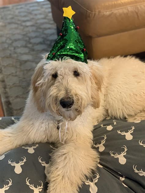‘tis The Time For Festive Doggo Hats Incredible Funnydogs