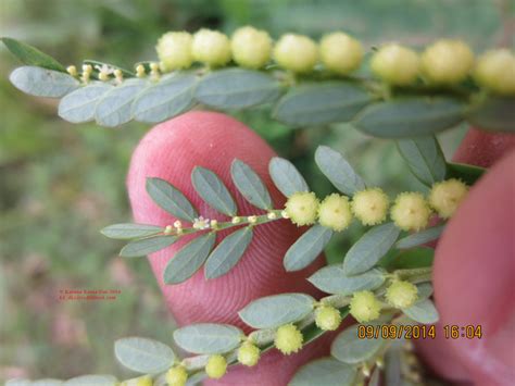 Phyllanthus Urinaria Efloraofindia