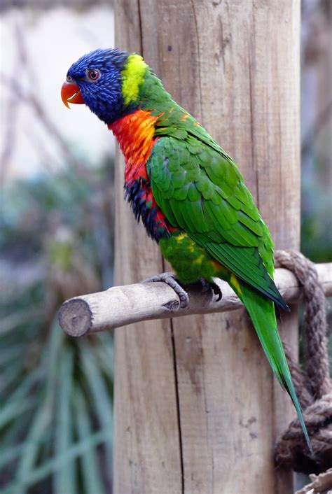 無料画像 自然 ブランチ 鳥 翼 可愛い 探している 野生動物 動物園 オレンジ ポートレート 緑 赤 ジャングル