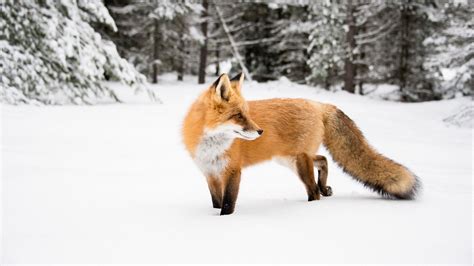 Download Wallpaper 1920x1080 Fox Orange Animal Snow