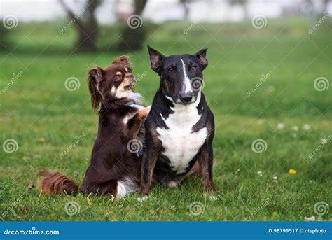 Two Adorable Dogs Posing Together On Grass Stock Image Image Of