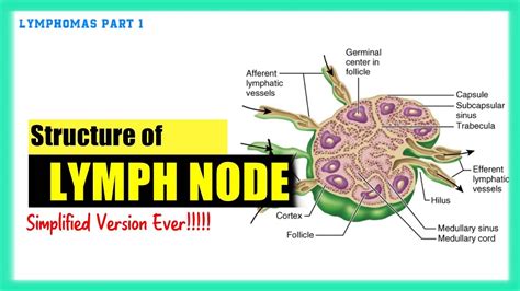 Lymph Nodes In Malay The Hilum Is The Point At Which Arteries