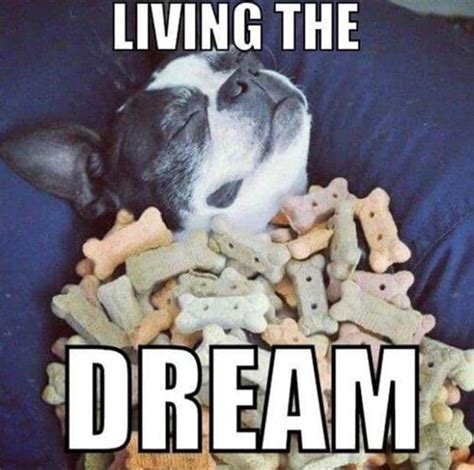 20 dream memes to inspire you in a funny way