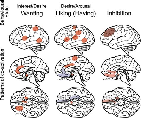 Brain Imaging Of Human Sexual Response Recent Developments And Future