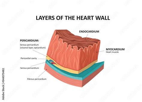 Layers Of The Heart Walls Endocardium And Myocardium Layers Stock