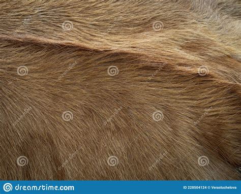 The Brown Cow Fur In The Detail Texture Stock Photo Image Of Farm
