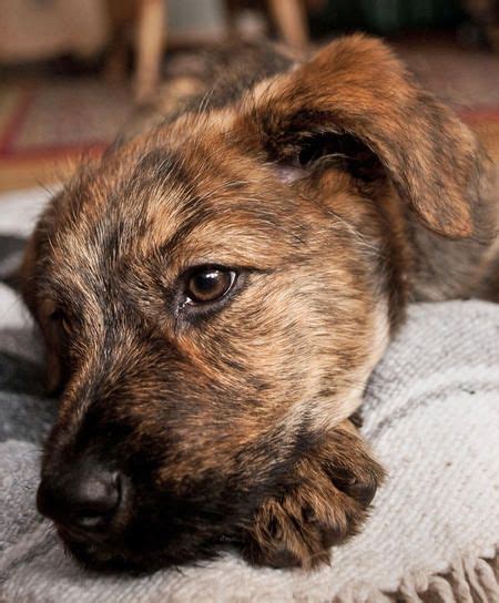 Plott Hound German Shepherd Mix