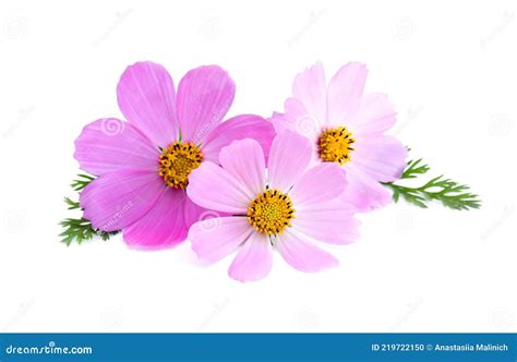 Pink Cosmos Flower Isolated On White Background Stock Photo Image Of