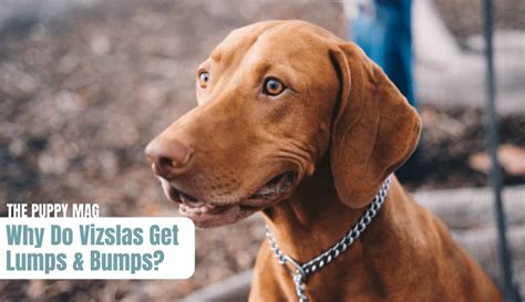 Why Vizslas Get Bumps 9 Causes And What To Do Vet Advice The Puppy Mag