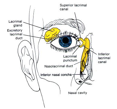 Lacrimal Apparatus Wikidoc