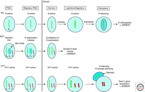 Function Of The Sex Chromosomes In Mammalian Fertility Free Nude Porn