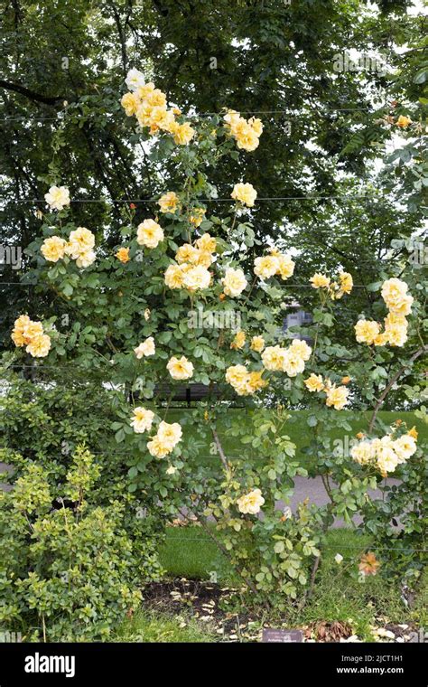 Climbing Roses Autumn Hi Res Stock Photography And Images Alamy