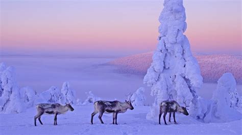 Lapland Finland Hd Wallpaper Background Image 1920x1080 Id